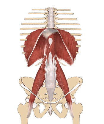 abbildung des musculus psoas